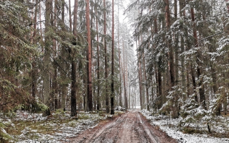 Winter Forest in Latvia - Latvia, path, trees, winter, forest