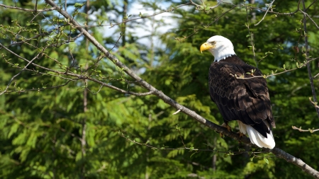 Bald Eagle - animal, bird, eagle, bald eagle