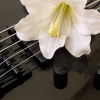 flower on bass guitar