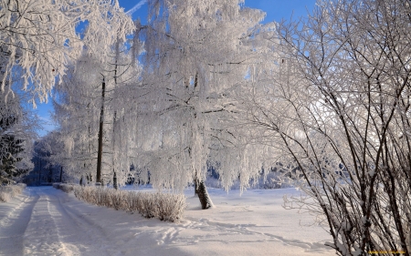 Winter Road - winter, snow, trees, road, hoarfrost