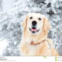 Winter Retriever