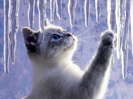 Kitten - ice, winter, kitten, paw, cute, iarna, pisici, cat