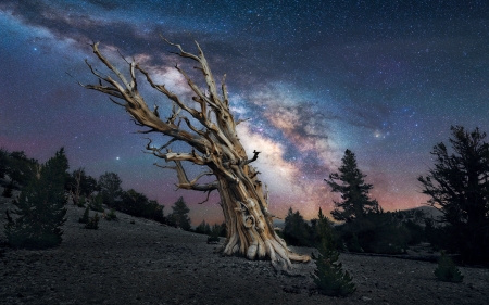 Milky Way above one of the oldest trees in the world