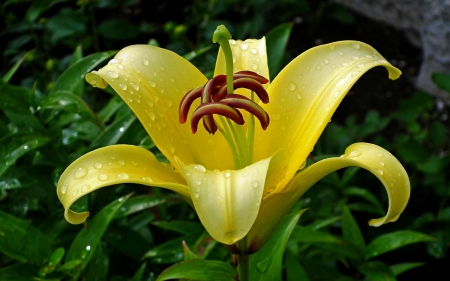 Lily - flower, yellow, nature, lily