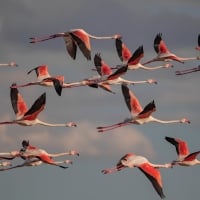 Flamingos