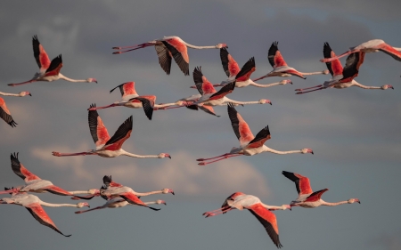 Flamingos - birds, flamingos, sky, flight