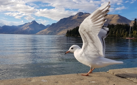 Seagull - bird, seagull, wings, lake, mountains