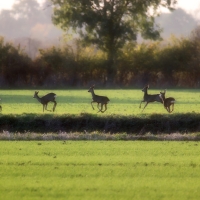 Deer Running