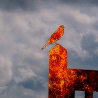 bird on fence