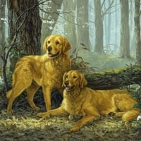 Dogs in the Forest