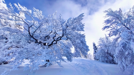 Winter tree @ Blegos, Slovenia - clouds, ice, landscape, snow, sky