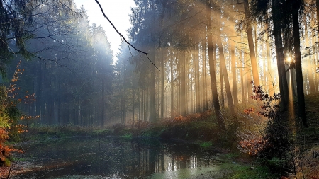 Misty Morning in forest, Northern Germany - sunrays, trees, water, pond, sun