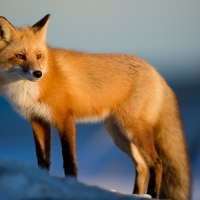 Fox in Snow