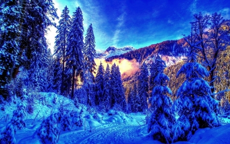 Blue Winter - pines, trees, landscape, snow, mountains