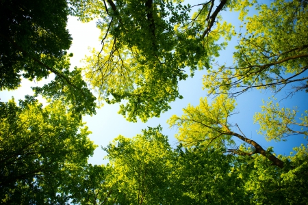 Lookin' up - nature, blue, green, perspective, HD, forest, sky