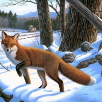 Fox in the Forest