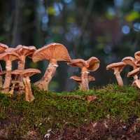 Mushrooms Wallpapers - Page 2 - Desktop Nexus