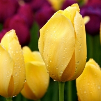 Hello dear friends