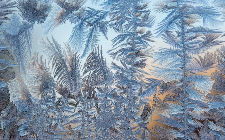 Ice Flowers - winter, Latvia, glass, ice flowers