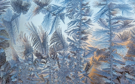 Ice Flowers - ice flowers, Latvia, winter, glass