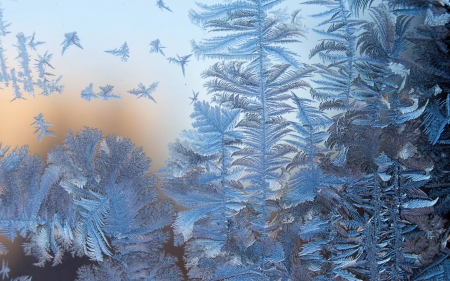 Ice Flowers - winter, glass, Latvia, ice flowers