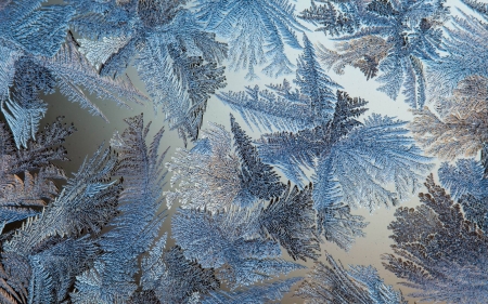 Ice Flowers - winter, Latvia, glass, ice flowers