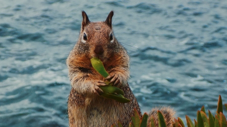 Squirrel