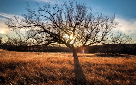 Moose Jaw, Saskatchewan - clouds, canada, landscape, field, tree, sun, sky