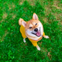 Akita Inu