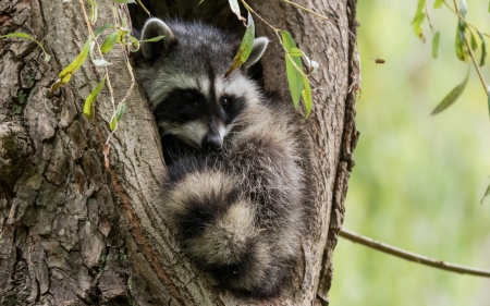 Raccoon - raccoon, animal, nature, tree