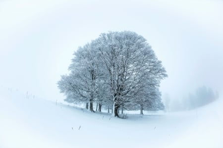 Vallee de Joux, Switzerland - ice, trees, cold, snow, sky