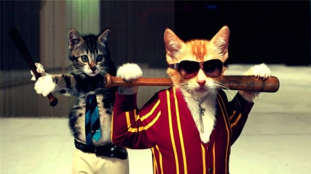 gangsta cat - gangsta, bat, sunglasses, cat