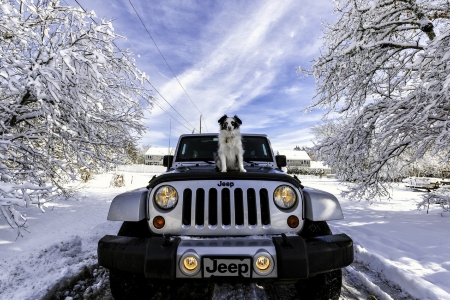 Dog Posing on a Jeep