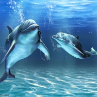 The Dolphins