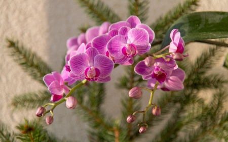 Orchids - flowers, orchids, nature, pink