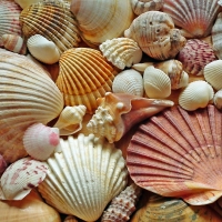 Seashells