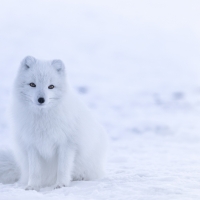 Arctic fox