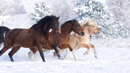 Horses - winter, animal, iarna, trio, cal, horse