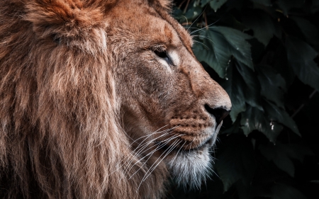 Lion - lion, animal, photography, cat