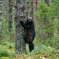 Wolverine Up a Tree in Finland