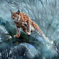 Lynx Wallpapers - Desktop Nexus