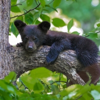 Black Bear Cub