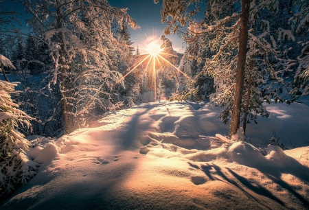 sunlit forest - snow, trees, winter, sun