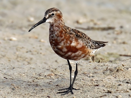 Curlew Sandpiper - Bird Species, Curlew Sandpiper, Nature, Birds