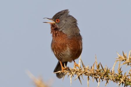 Dartford Warbler