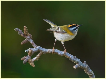 Firecrest - Small Birds, Nature, Firecrest, Birds