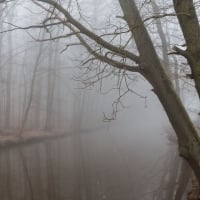 Fog Reflection Branches