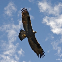 Golden Eagle