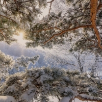 snow on the branches