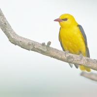 Golden Oriole